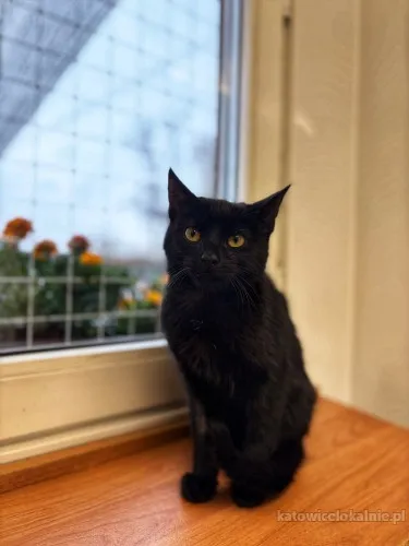 6-miesieczny-towarzyski-kociak-gizmo-szuka-domu-90137-sprzedam.webp