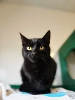 6 miesięczny towarzyski kociak Gizmo szuka domu!