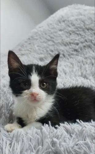 teddy-malutki-kociaczek-szuka-domu-90139-sprzedam.webp