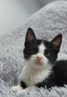 Teddy - malutki kociaczek szuka domu!