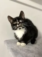 Kalinka - delikatna, półroczna koteczka szuka domu!