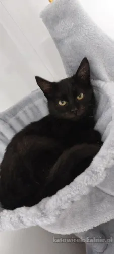 kusy-najsmutniejsze-kocie-w-schronisku-90225-katowice.webp