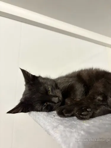 kusy-najsmutniejsze-kocie-w-schronisku-90225-sprzedam.webp
