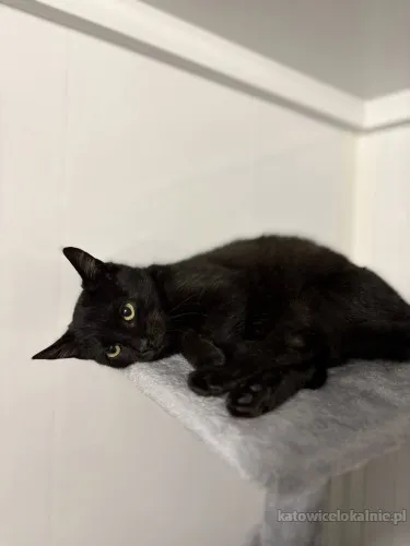 Kusy - najsmutniejsze kocię w schronisku!