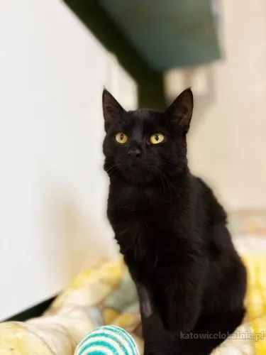 6-miesieczny-kociak-gizmo-szuka-domu-90226-katowice-foto.webp