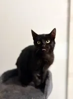 6 miesięczny kociak Gizmo szuka domu