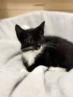 Malutki 3-miesięczny Bezik szuka domku!