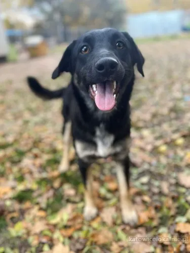 10 miesięczny Majlo - wesoły, przyjazny szczeniak!
