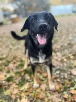 10 miesięczny Majlo - wesoły, przyjazny szczeniak!