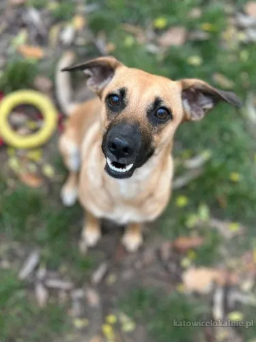 Dusia - filigranowa, kochana, fantastyczna sunia!