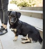 9 miesięczna Pępula, łągodna i kochana sunia!