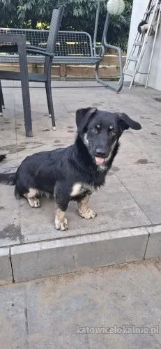 sreberek-niewielki-domowy-psiak-szuka-domu-90245-katowice.webp