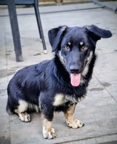 Sreberek - niewielki, domowy psiak szuka domu!