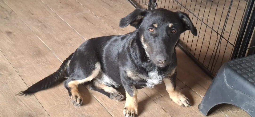 krecik-niskopodlogowy-szczeniak-szuka-domu-90246-sprzedam.webp