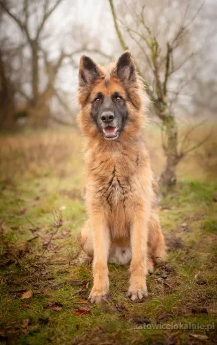 ares-mlody-przepiekny-owczarek-szuka-spokojnego-domu-90252-katowice-foto.webp