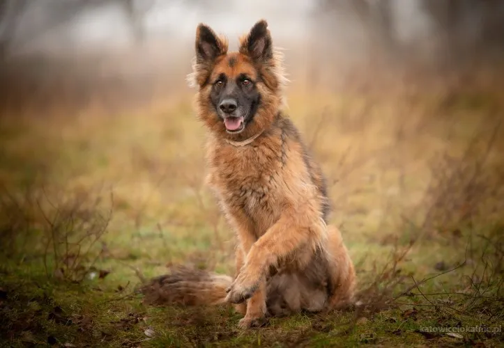 ares-mlody-przepiekny-owczarek-szuka-spokojnego-domu-90252-katowice-na-sprzedaz.webp