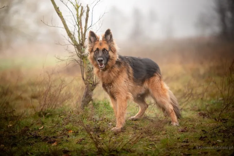 ares-mlody-przepiekny-owczarek-szuka-spokojnego-domu-90252-sprzedam.webp