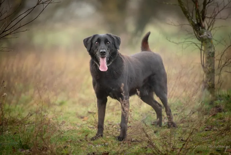 usmiechniety-portos-w-typie-labradora-szuka-domu-90256-katowice-foto.webp