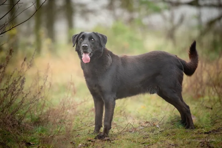 usmiechniety-portos-w-typie-labradora-szuka-domu-90256-sprzedam.webp