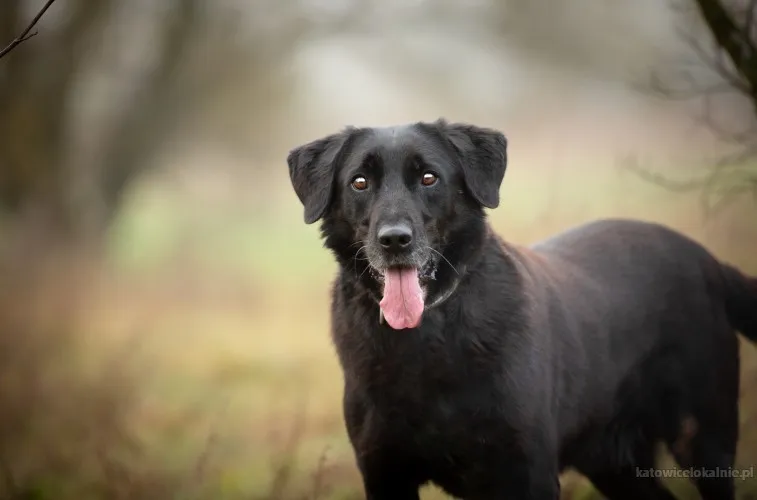 Uśmiechnięty Portos w typie labradora szuka domu!