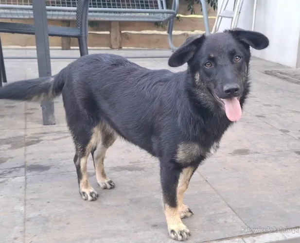 lagodna-milusia-szczeniak-szuka-kochajacego-domu-90258-katowice.webp