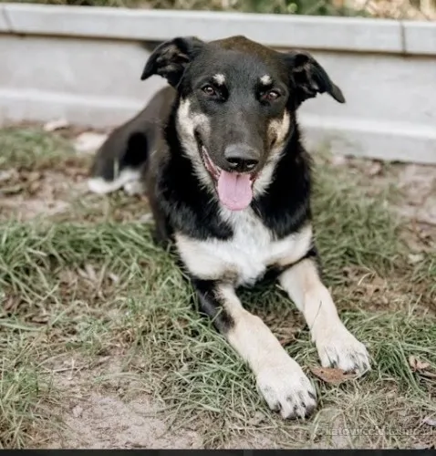 Tutka - sunia ideał, młoda, kotolubna, wesoła!