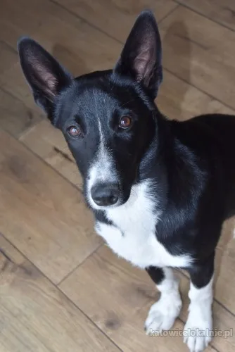 Pepa - wesoła, przyjazna suczka border mix szuka domu!