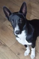 Pepa - wesoła, przyjazna suczka border mix szuka domu!