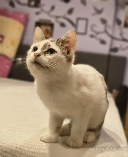 Olinek - słodki 4 miesięczny kociak do pokochania