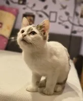 Olinek - słodki 4 miesięczny kociak do pokochania