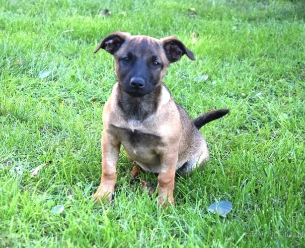 5 miesięczna Tina szczeniak szuka domu!