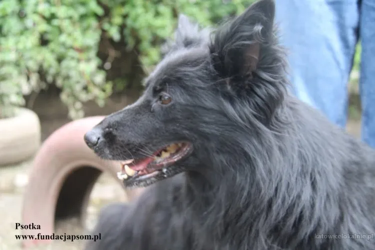 psotka-mloda-energiczna-i-wierna-jak-owczarek-90303-katowice.webp