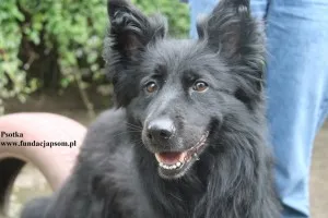 Psotka młoda, energiczna i wierna jak owczarek