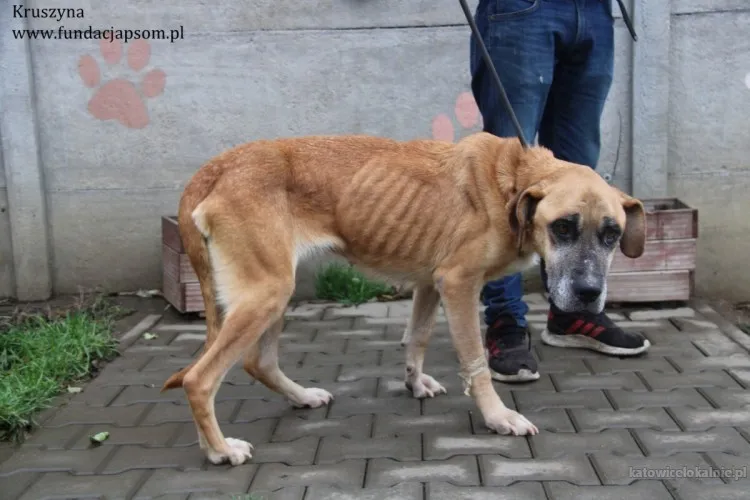 kruszynka-dzielna-kochana-sunia-szuka-swojego-domu-90311-zdjecia.webp