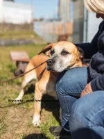 Kruszynka dzielna, kochana sunia szuka swojego domu