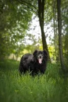 Piękny Leopold, uratuj go zza krat!