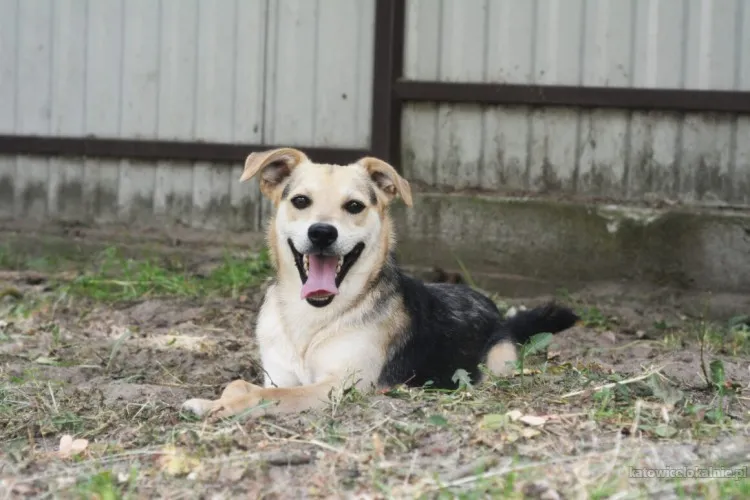 Daj Bryziowi szansę. On odda Ci całą miłość, jaką ma