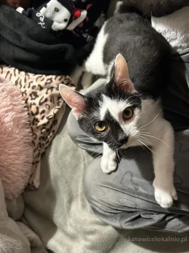 lucek-domowy-kociak-totalny-slodziak-szuka-domu-90351-sprzedam.webp