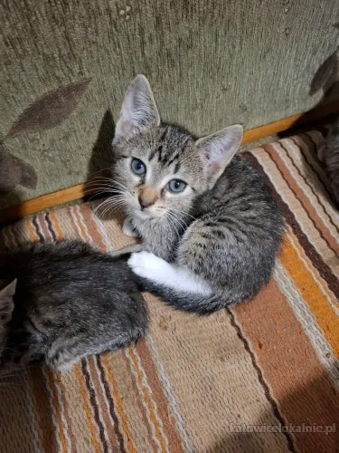 kocieta-malutkie-kociaki-szukaja-domow-90352-katowice-foto.webp
