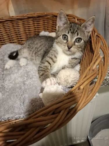 kocieta-malutkie-kociaki-szukaja-domow-90352-katowice-na-sprzedaz.webp