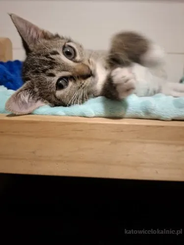 kocieta-malutkie-kociaki-szukaja-domow-90352-katowice.webp