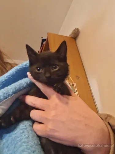 kocieta-malutkie-kociaki-szukaja-domow-90352-sprzedam.webp