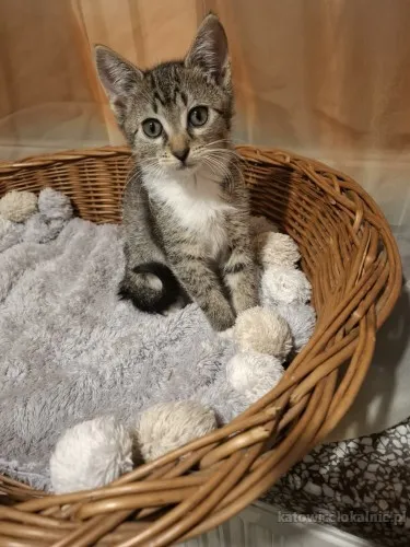 kocieta-malutkie-kociaki-szukaja-domow-90352-zdjecia.webp