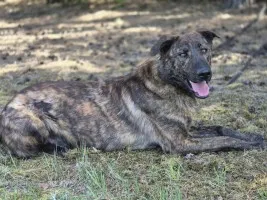 Blum - młody, wychowany z dziećmi, aktywny psiak!
