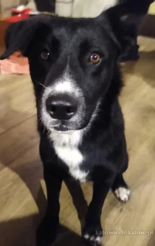 Atos - roczny, niekonfliktowy, przyjazny psiak!