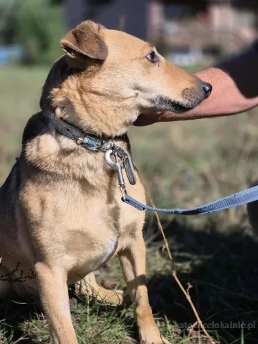snikers-kot-w-ciele-psa-szuka-domu-90502-sprzedam.webp