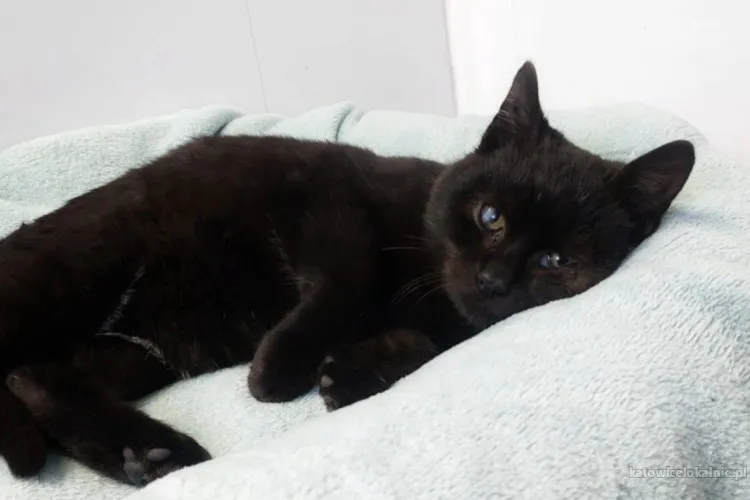 7-miesieczny-kotek-onyks-szuka-domu-90513-sprzedam.webp