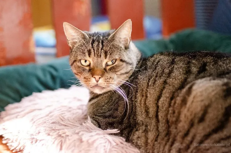 wspaniale-kochane-koty-blagaja-o-dom-90514-katowice.webp