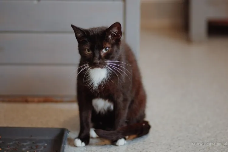 brys-wspanialy-delikatny-kotek-szuka-domu-90576-katowice.webp