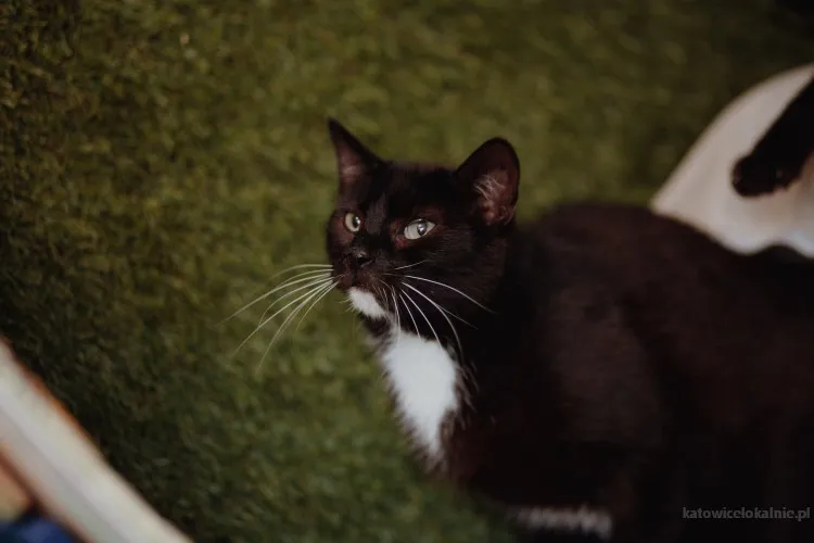 brys-wspanialy-delikatny-kotek-szuka-domu-90576-koty.webp